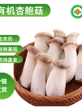 绿色蔬菜有机杏鲍菇新鲜食用菌菌菇蔬菜鸡腿菇蘑菇肉厚鲜嫩烹饪