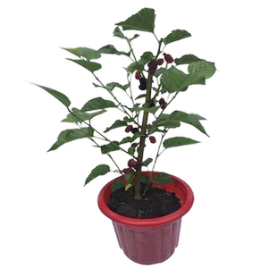 桑葚树苗盆栽白长果桑椹叶蓝莓树南北方四季树莓苗水果树果苗大全