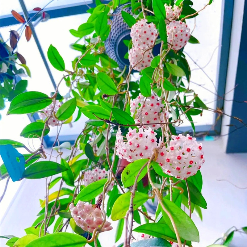 球兰花盆栽大苗垂吊铃兰带花花卉室内爬藤绿植物吊兰多肉客厅开花