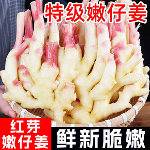 嫩姜新鲜大仔姜子姜山东红芽生姜四川指头姜非云南小黄姜老醋鲜姜