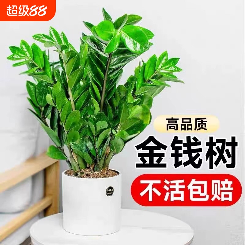 金钱树盆栽植物室内客厅好养绿植招财大摇钱小发财树摆放花卉大型