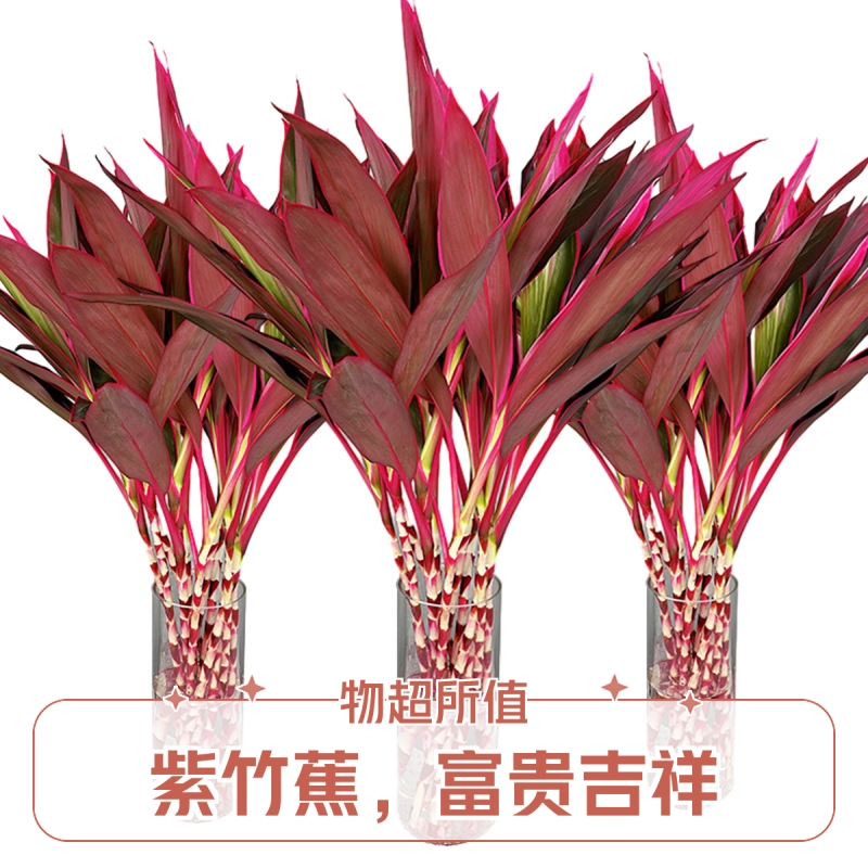 水培鸿运紫竹植物室内招财绿植客厅吸甲醛红叶小盆栽