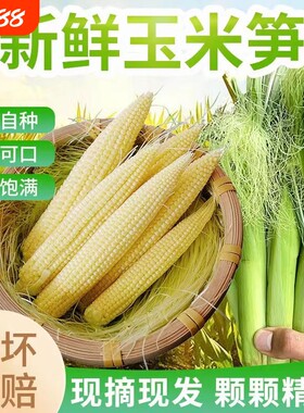 水果甜玉米小玉米芯玉玉米笋