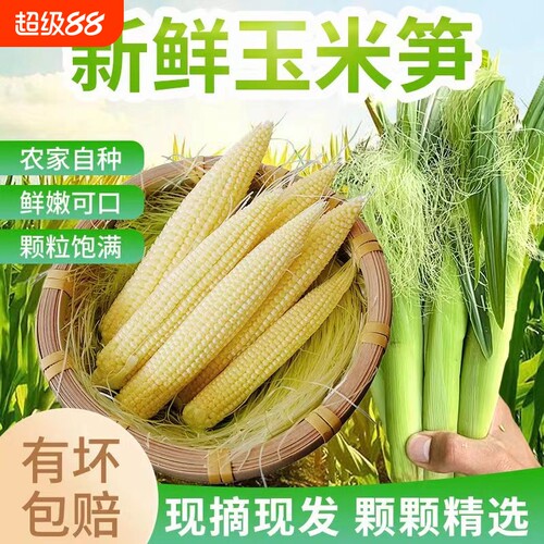 水果甜玉米小玉米芯玉玉米笋