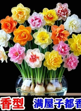 冬季爆款水仙花水培四季开花盆栽耐寒植物室内重瓣客厅阳台花期