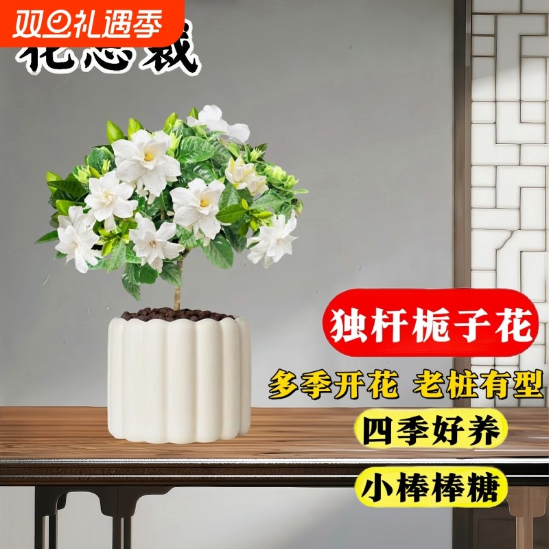 栀子花盆栽四季开棒棒糖花老桩室内桌面花卉阳台好养绿植客厅耐寒