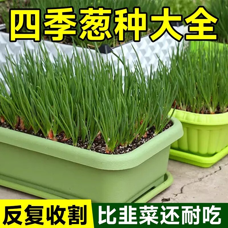 小香葱籽葱小葱种子四季阳台室内盆栽家庭菜种子三叉发芽玉米茼蒿