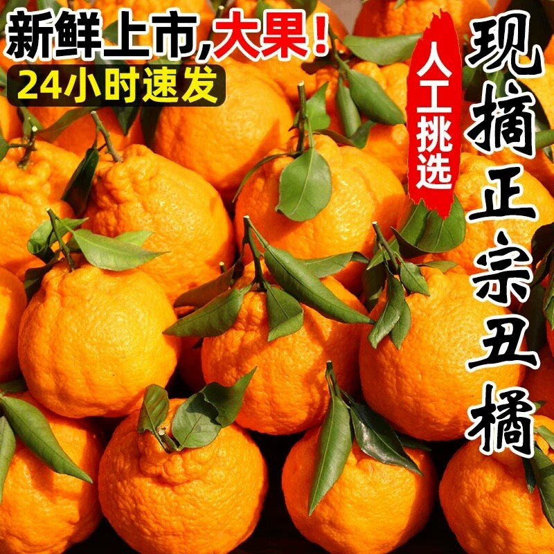 正宗四川不知火丑橘新鲜整箱水果应当季粑粑丑八怪柑橘耙耙桔子