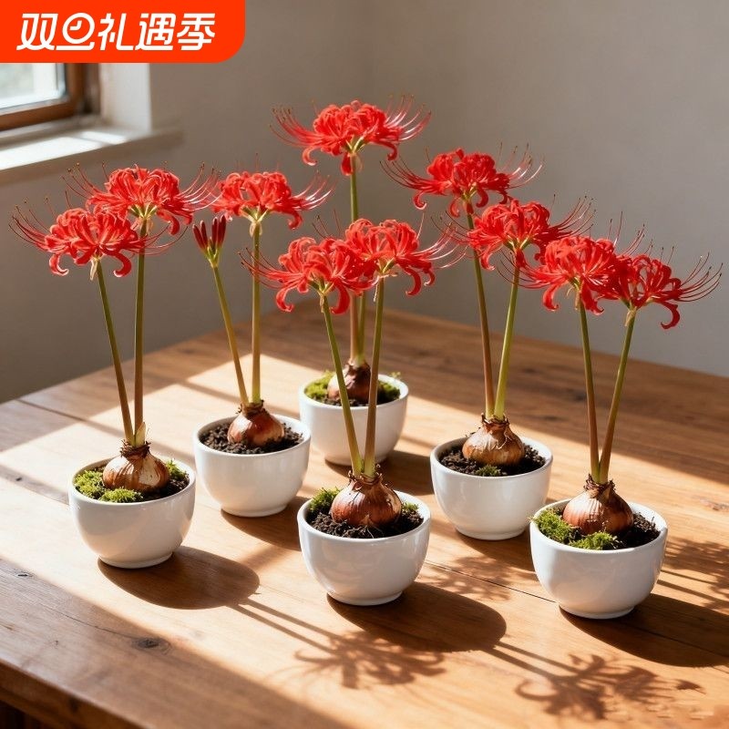 彼岸花多年生曼珠沙华四季开花石蒜阳台盆栽绿植花卉好养易户外