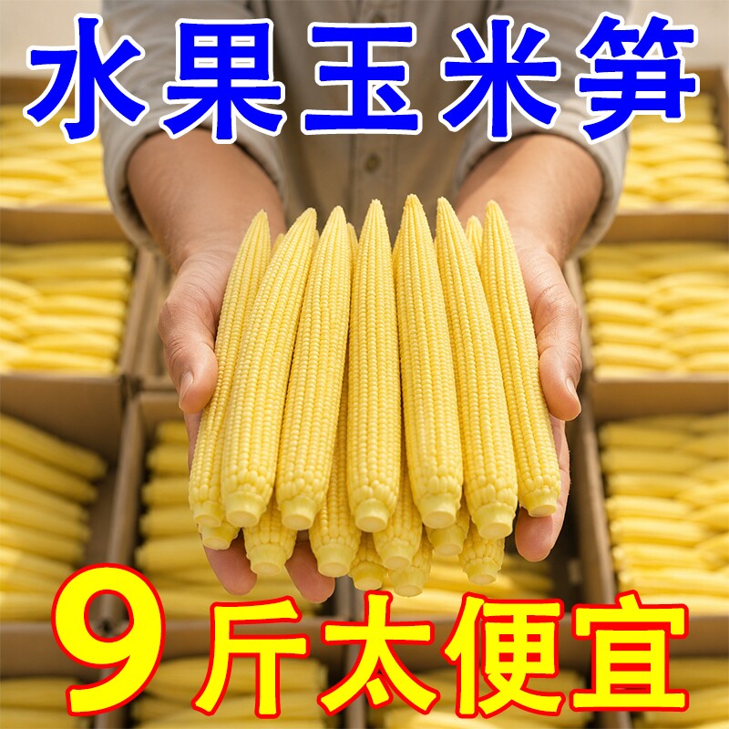 【大降价】新鲜甜玉米笋迷你小玉米芯仔蔬菜嫩玉米棒水果玉米批发 - 实物图
