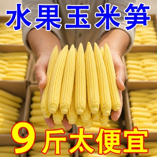 【大降价】新鲜甜玉米笋迷你小玉米芯仔蔬菜嫩玉米棒水果玉米批发