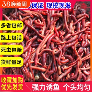 包邮散装 红蚯蚓 1斤活体 饵料 鱼饵 钓鱼 大平二号种苗 蚯蚓