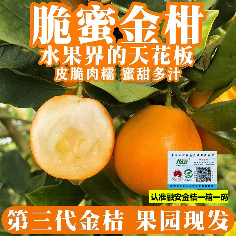 广西融安脆蜜金桔顺丰包邮融安新鲜水果融安脆蜜金柑脆甜整箱优惠