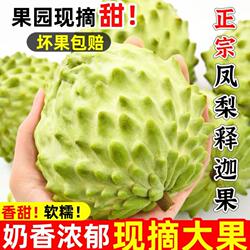 攀枝花牛奶凤梨释迦甜老树番荔枝直发现摘鲜水果大果优选年货节