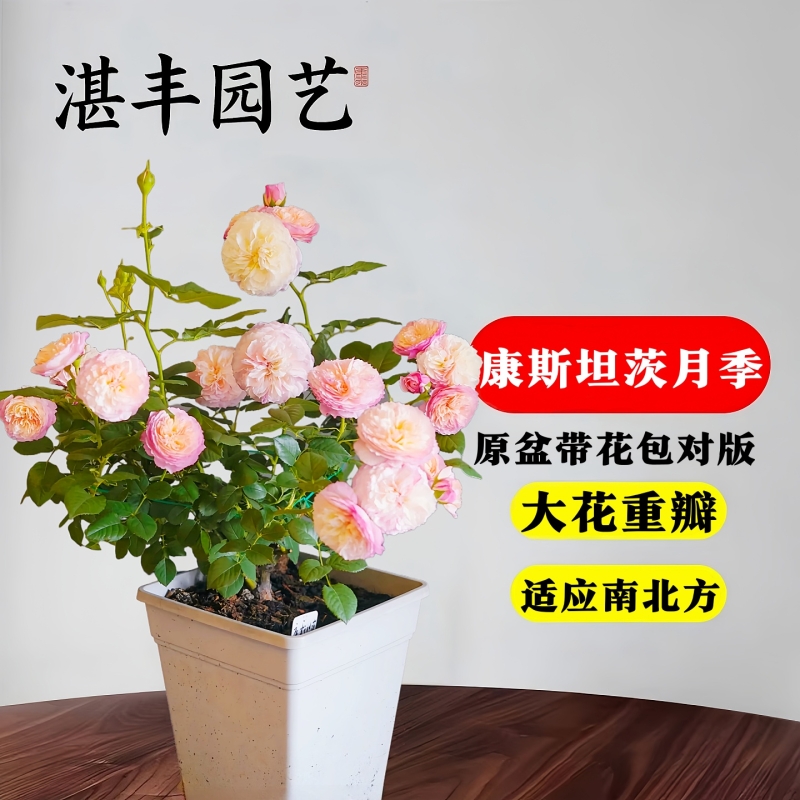 康斯坦茨月季花大苗30天养死包赔