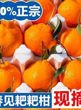 新鲜春见耙耙柑正宗四川粑粑柑新鲜水果当季整箱丑橘柑橘桔子年货