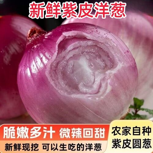 正宗新鲜现挖紫皮洋葱农家自种农场直发包邮新鲜现挖水果紫皮现发