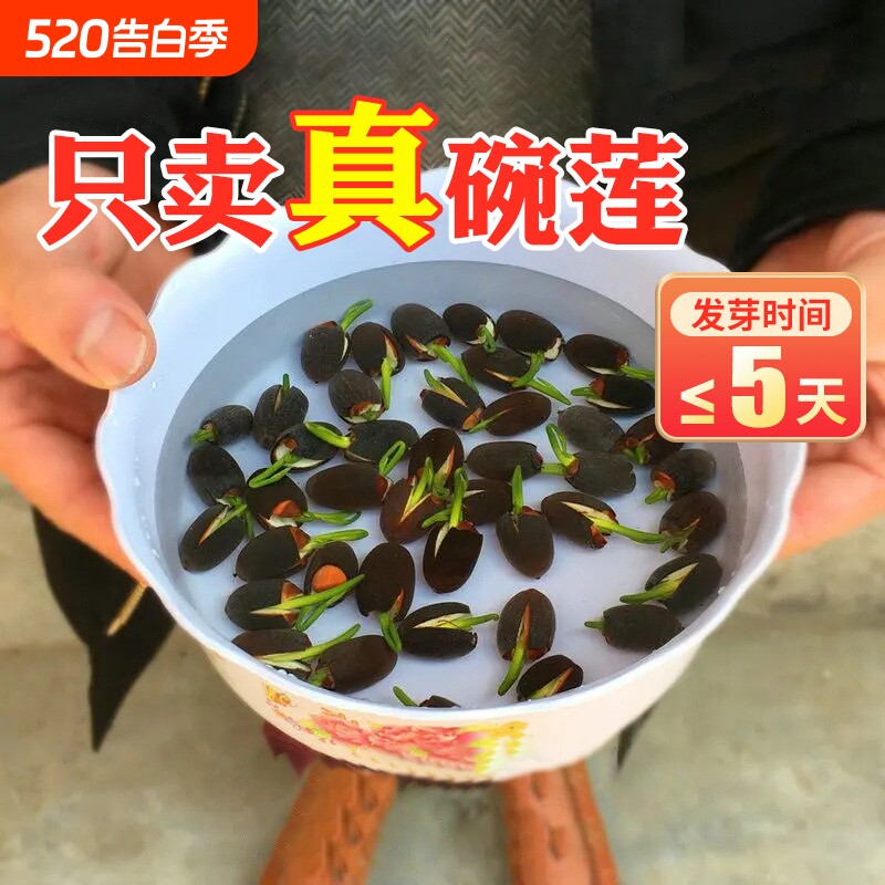 碗莲水培植物种籽子四季开花水生植物室内盆栽睡莲花卉水养