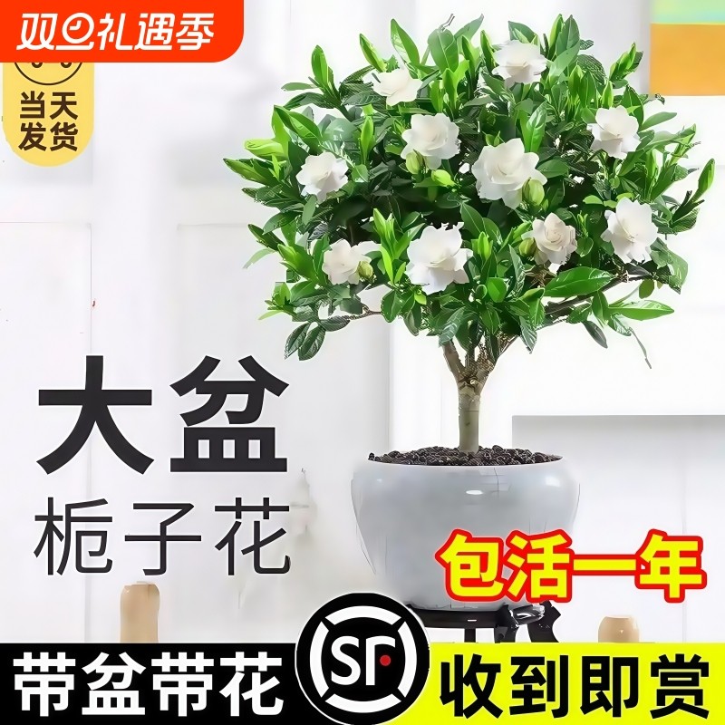 独杆栀子花棒棒糖盆栽带花苞好养绿植花卉阳台室内外植物四季开花