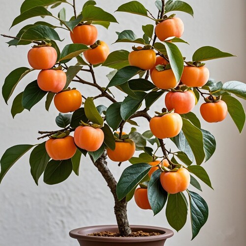 太秋甜柿树苗|超1000次加购