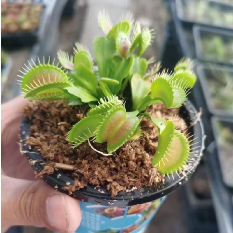 捕蝇草猪笼草食虫草食人花驱蚊草捕蚊草新奇奇趣植物盆栽带盆栽好