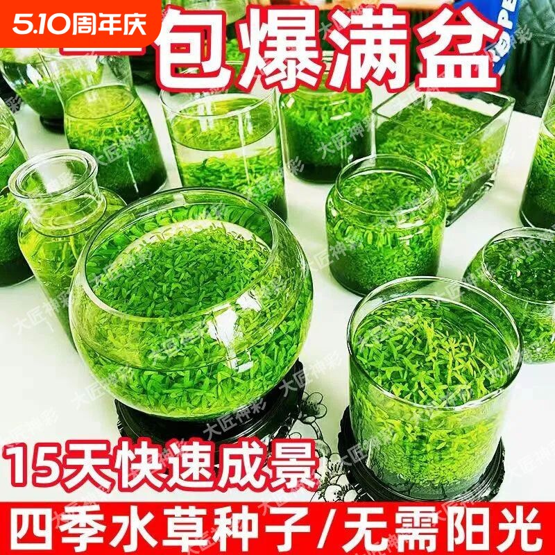 水草种子草微生态增氧造景水草泥四季鱼缸小型对叶水生底部植物