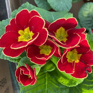 冻死包赔报春花欧洲冬季重瓣耐寒盆栽开花室内阳台花苞花卉四季