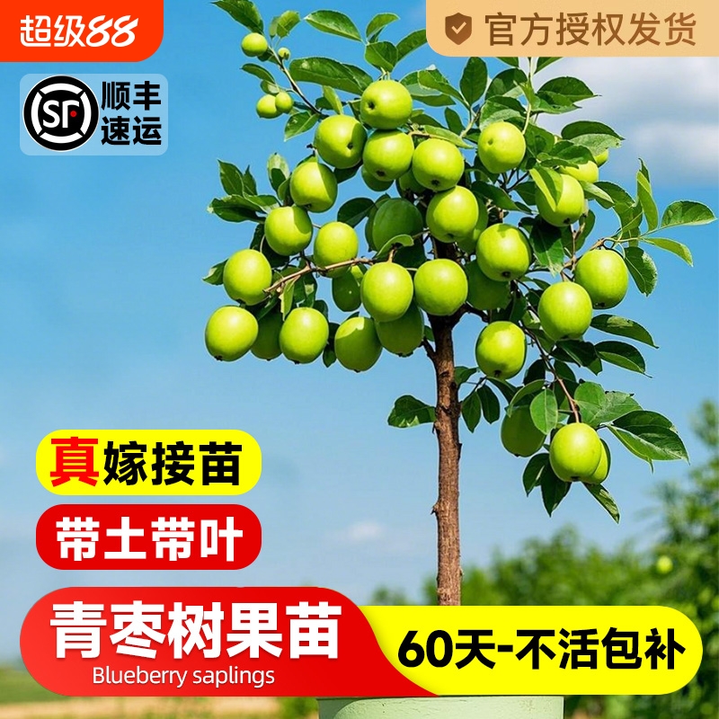 台湾大青枣树果苗活苗甜脆蜜丝枣牛奶枣树南北方种植盆栽地栽树苗