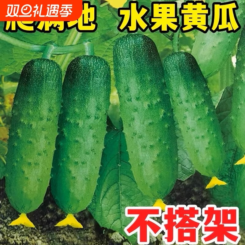 满地爬黄瓜种子春秋四季黄瓜种籽旱青瓜阳台盆栽蔬菜种孑大全