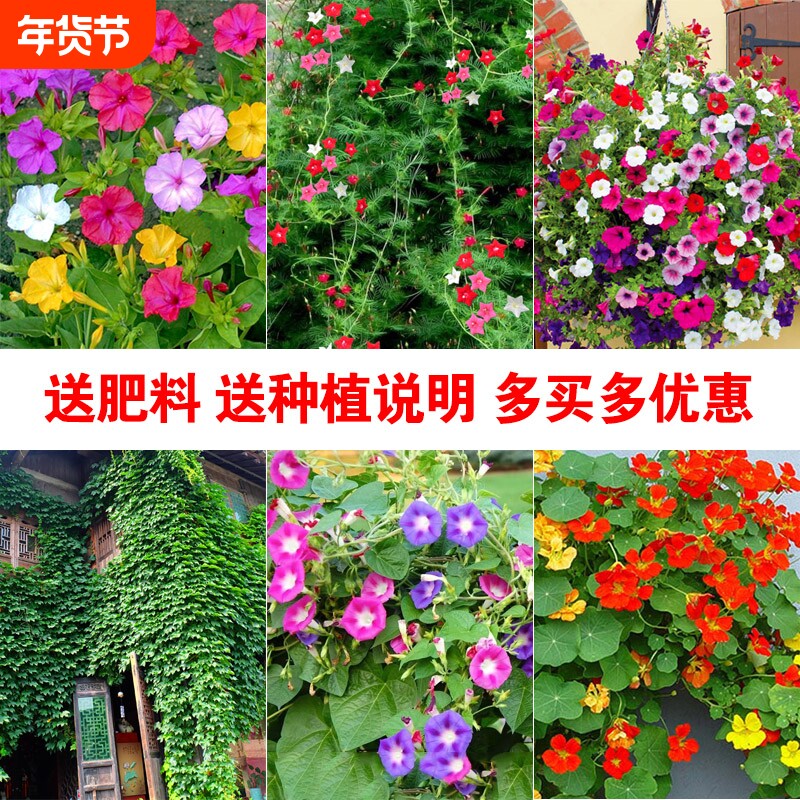 牵牛花种子喇叭花室外爬藤墙四季播种开花盆栽易活旱金莲花种籽孑