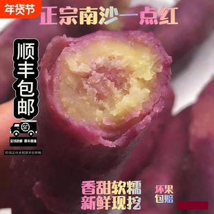 当季正宗广州南沙一点红番薯农家现挖红薯新鲜板栗蜜薯软糯香甜