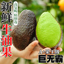 包邮 哈斯牛油果当季 宝宝辅食整箱一级新鲜进口水果鳄梨孕妇大果