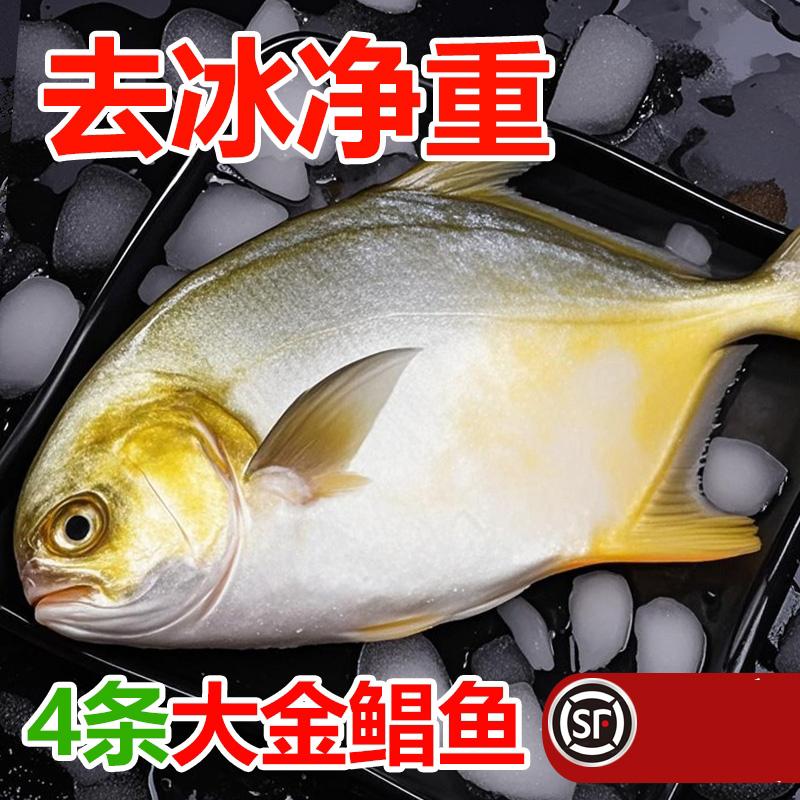 新鲜大金鲳鱼约5斤5条鲜活速冻海鲜水产金昌鱼银鲳鱼大个海鱼扁鱼
