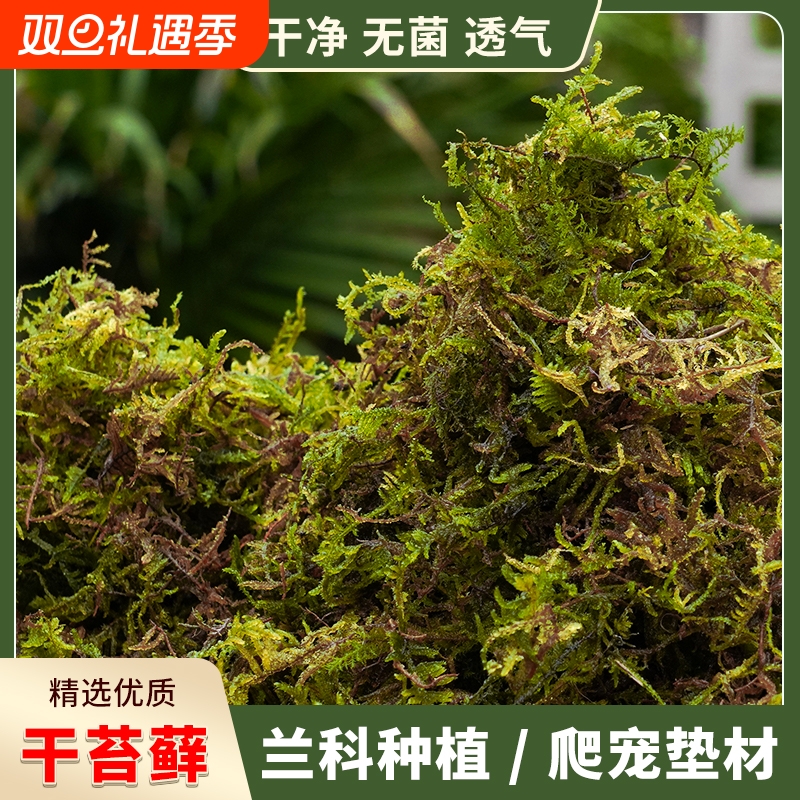 天然优质干苔藓蝴蝶兰专用营养土