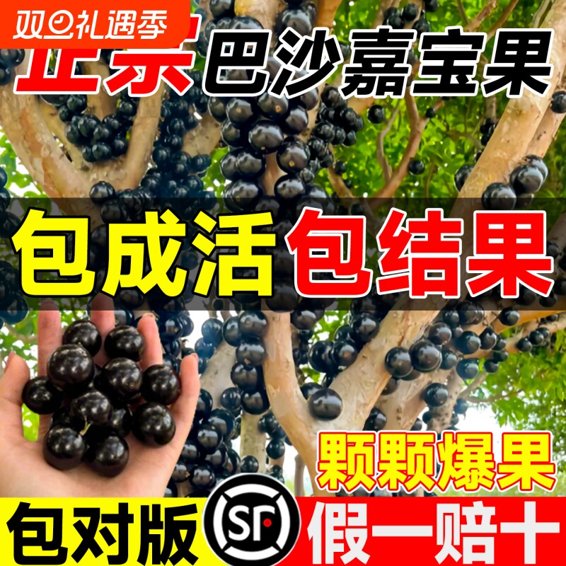 沙巴嘉宝果苗树葡萄四季果树阳台庭院种植盆栽好养耐寒老桩结果