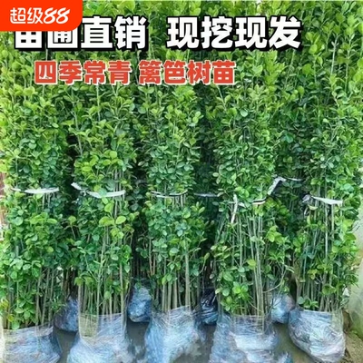 北海道多分叉丛生北海道冬青树苗