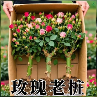 正宗混色玫瑰花苗老桩开花月季花花卉四季老根盆栽室内多色玫瑰花