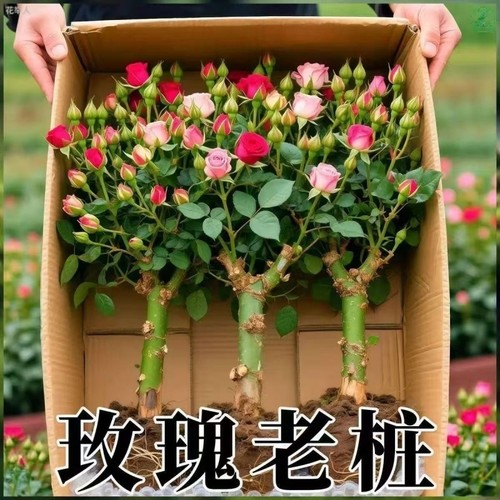 正宗混色玫瑰花苗老桩开花月季花花卉四季老根盆栽室内多色玫瑰花