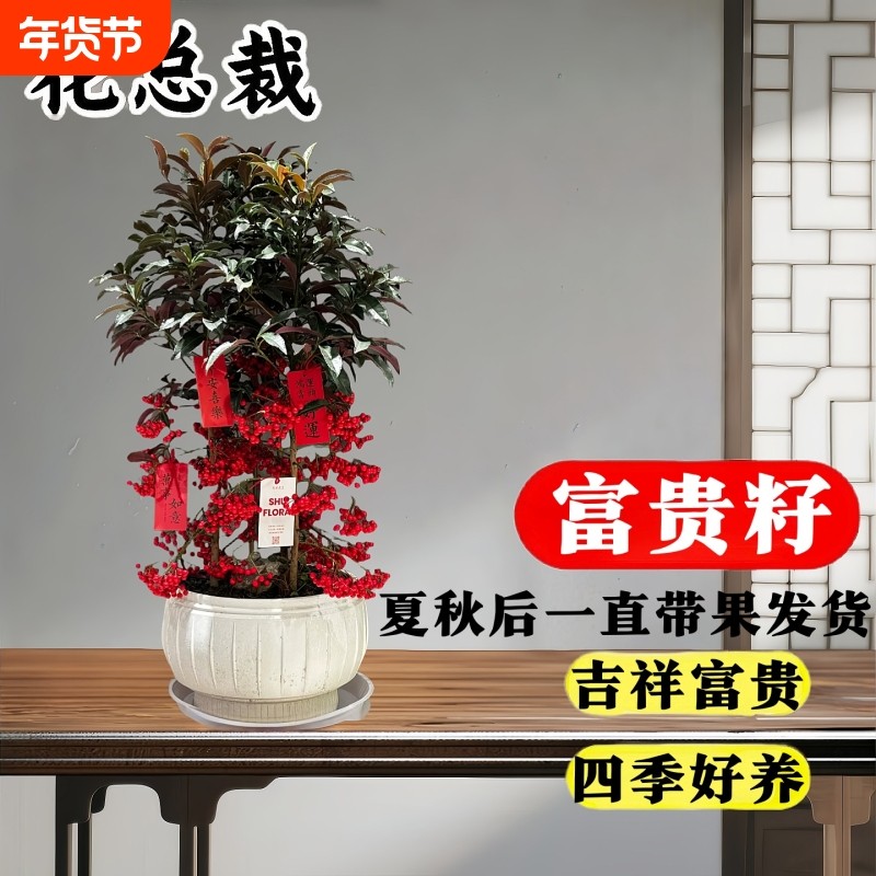 富贵籽盆栽带红果室内客厅盆景植物花卉黄金万两招财旺宅阳台好养,鲜花速递/花卉仿真/绿植园艺,时令草本花卉,淘宝优惠券,粉丝福利购,淘宝优惠卷