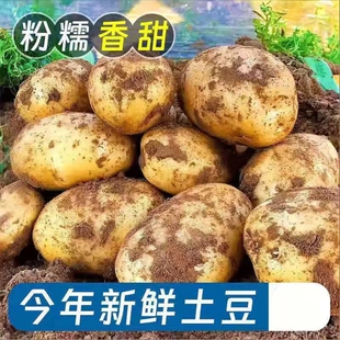 包邮 自种马铃薯 新鲜黄心沙面土豆高山洋芋 农家土豆10斤装