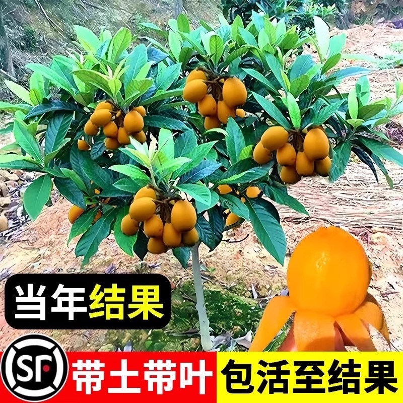 精品枇杷果树苗盆栽带土好养易活