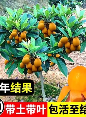 精品枇杷果树苗盆栽带土好养易活