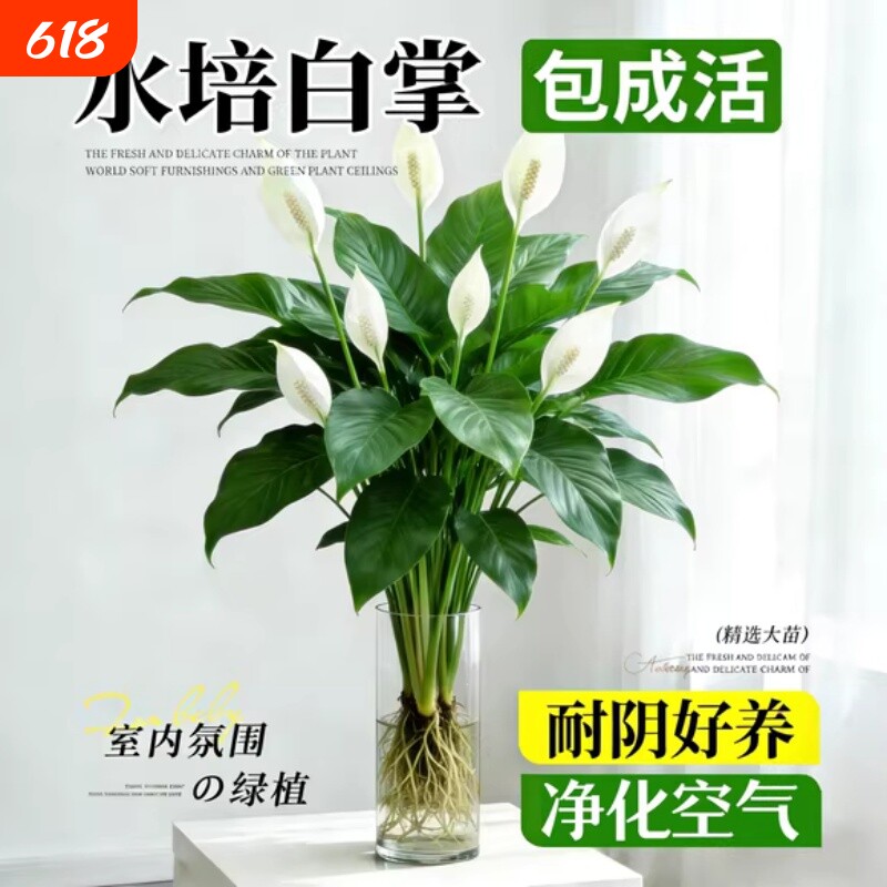 白掌一帆风顺盆栽办公室内花卉绿植客厅招财旺宅水培植物四季好养