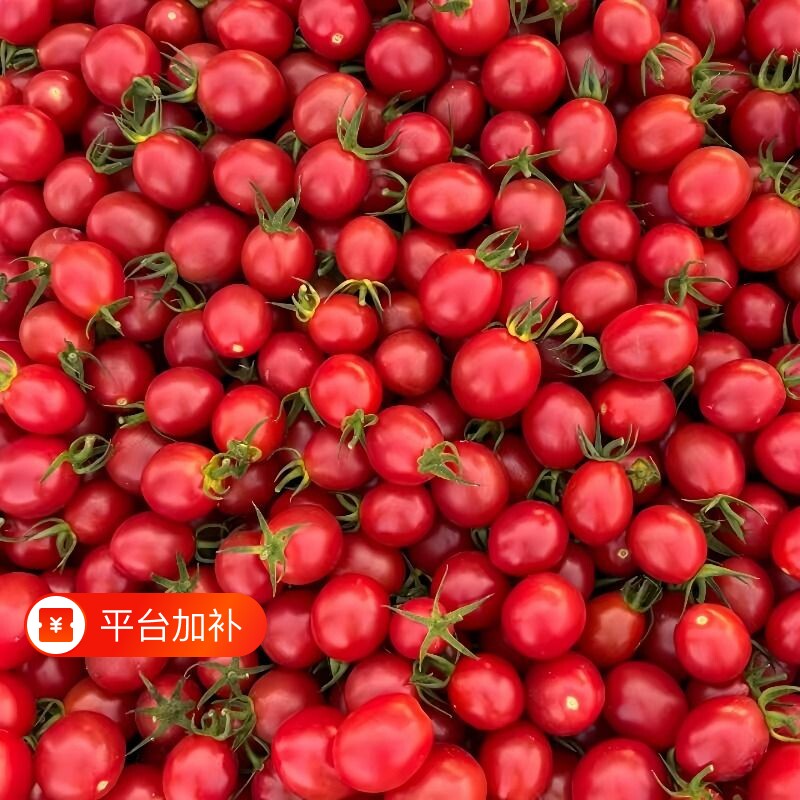 广西现摘圣女果5斤小番茄西红柿新鲜水果非千禧番茄现摘蔬菜水果