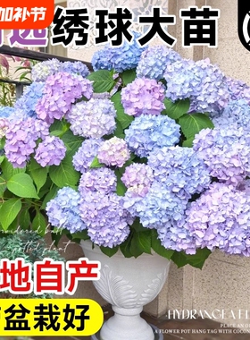 绣球花苗大花植物无尽夏开花好养的花四季不断盆栽花卉植物室内花