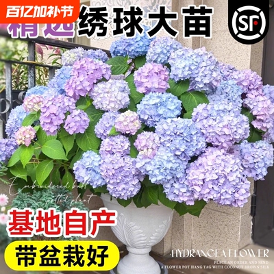 绣球花苗大花植物无尽夏开花好养的花四季不断盆栽花卉植物室内花