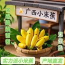 广西小米蕉新鲜农家自种小香蕉小米蕉现摘软糯香甜自然成熟