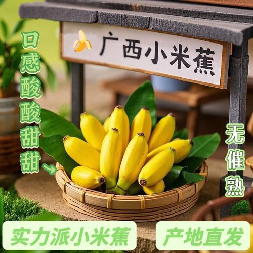 广西小米蕉新鲜农家自种小香蕉小米蕉现摘软糯香甜自然成熟