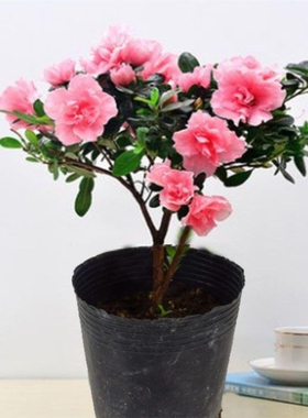 带花苞原土杜鹃花苗盆栽花卉植物室内外客厅阳台绿色盆景庭院花期