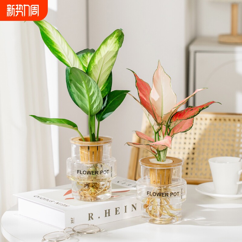 发财树水培懒人好养万年青吉利红办公桌面客厅摆放水培植物小盆栽